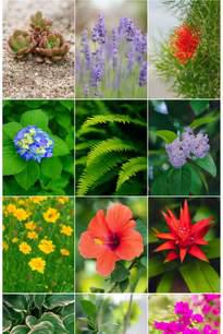 Plant Card Game