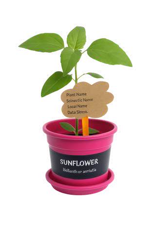 Pet A Plant
