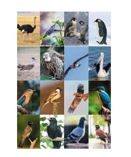 Bird Science 2